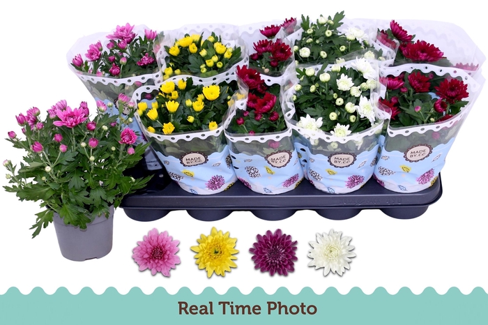 <h4>Chrys Gevuldbl Gem</h4>