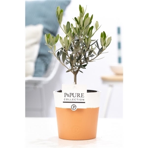 Olea Europaea in P&PURE Terra Cotta 4 white