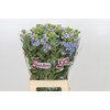 Oxypetalum Tweedia Blue