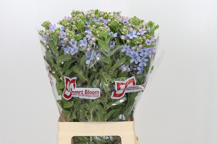 Oxypetalum Tweedia Blue