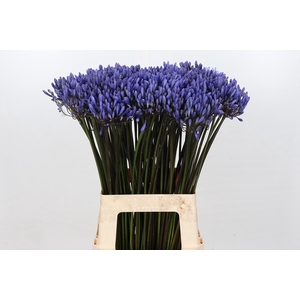 Agapanthus Dr Brouwer