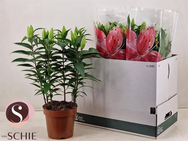 <h4>LIL OR MAGNY COURS</h4>