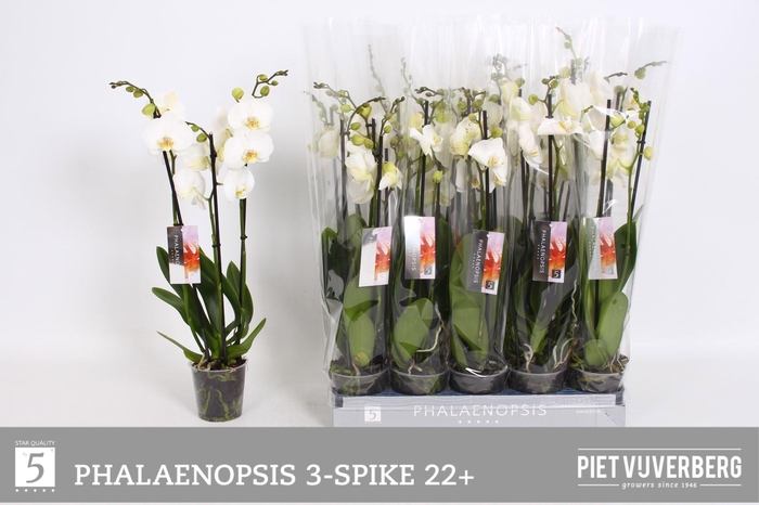 <h4>PHAL OV WIT</h4>