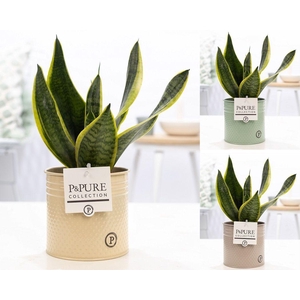 Sansevieria Trif. 