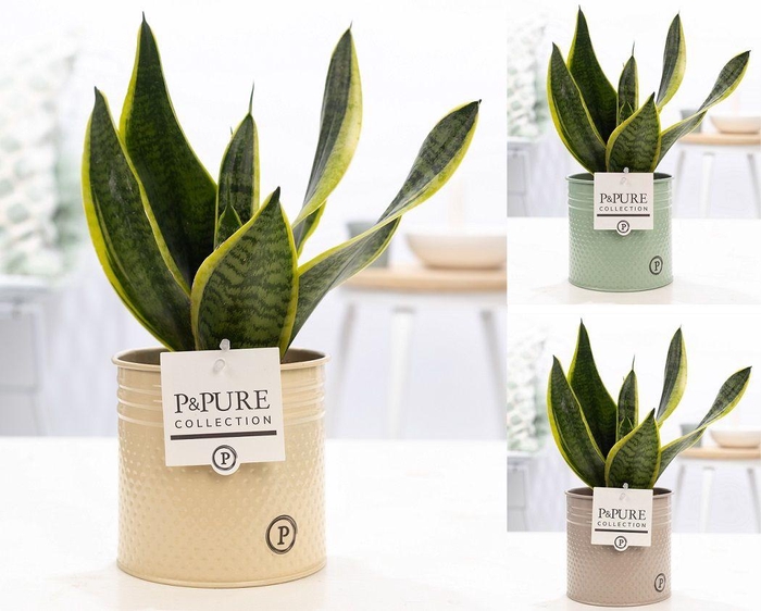 <h4>Sansevieria Trif. "Futura Superba" in P&PURE zinc Louise 4 ass.</h4>