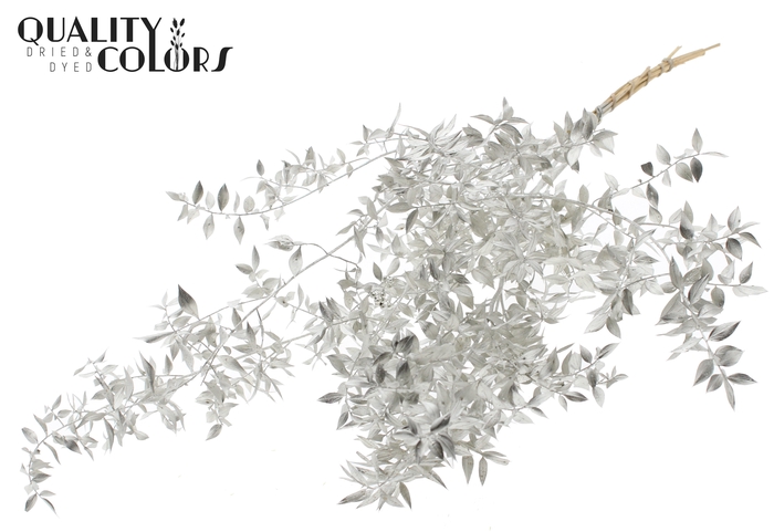 <h4>Ruscus 70cm 5 pc/bunch Platina (2x5 bunch/poly)</h4>