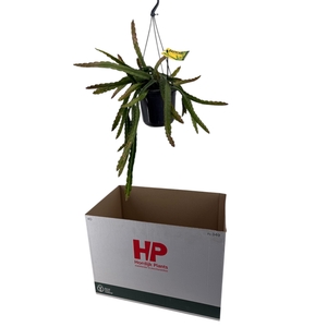 LEPISMIUM CRUCIFORME