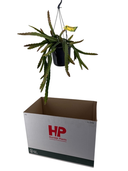 <h4>LEPISMIUM CRUCIFORME</h4>