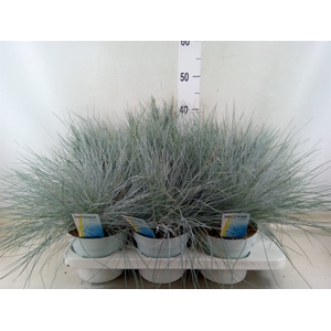 Festuca glauca 'Intens Blue'