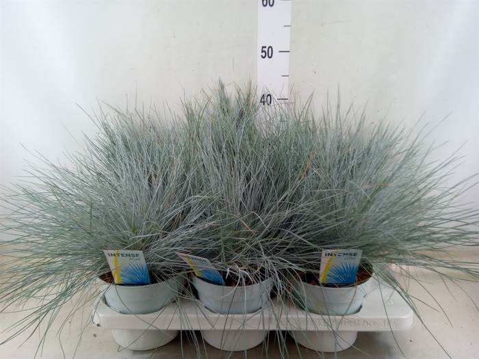 <h4>Festuca glauca 'Intens Blue'</h4>
