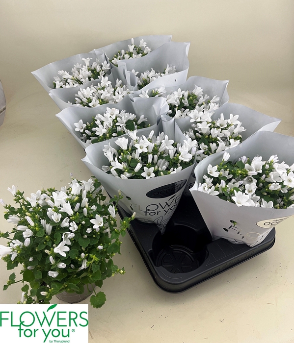 <h4>CAMP POR OCEAN</h4>