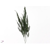 ASP S PYRAMIDALIS Asparagus Pyramidalis