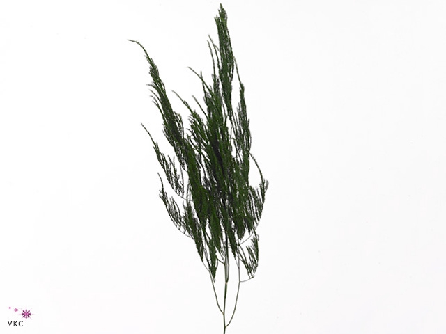 ASP S PYRAMIDALIS Asparagus Pyramidalis