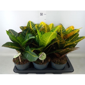 Codiaeum var. GR 'Petra'