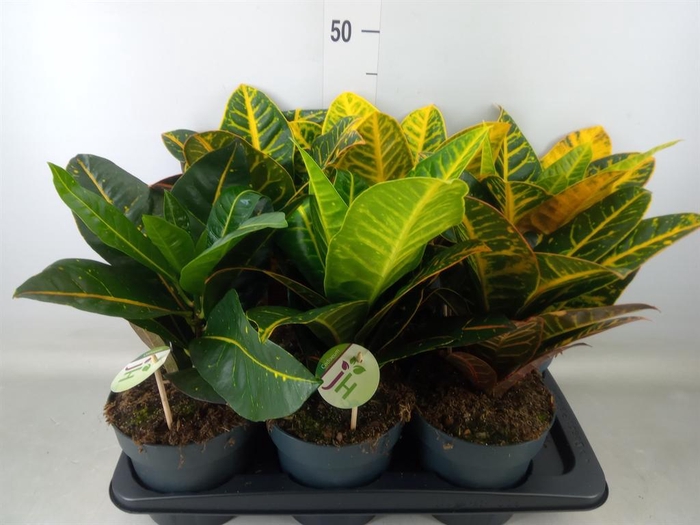 <h4>Codiaeum var. GR 'Petra'</h4>