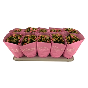 KAL GE PERFECTA ROSA