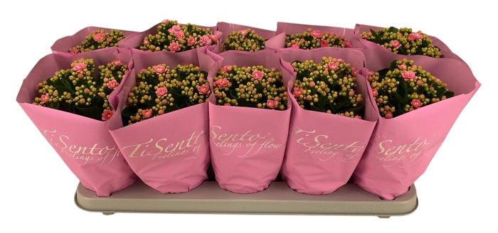 <h4>KAL GE PERFECTA ROSA</h4>