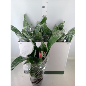 Aechmea fasciata 'Primera'