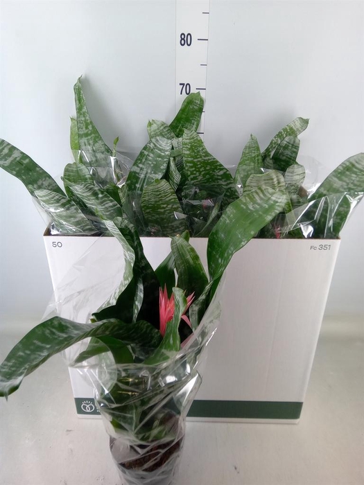 <h4>Aechmea fasciata 'Primera'</h4>