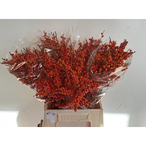 ILEX VE ORANGE GLOW