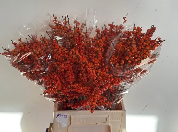 <h4>ILEX VE ORANGE GLOW</h4>