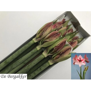 HIPPEASTRUM GA 'REVELATION'