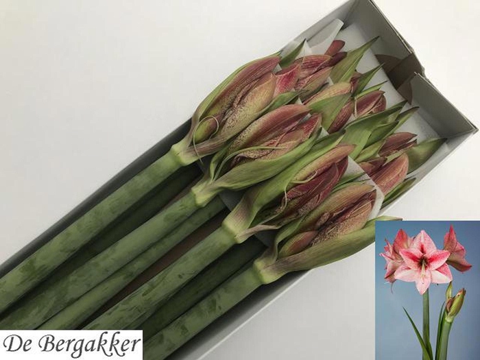 <h4>HIPPEASTRUM GA 'REVELATION'</h4>