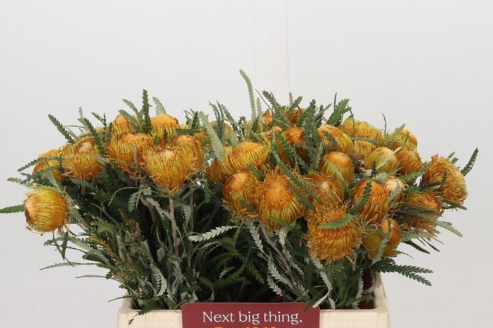 <h4>Banksia Dryandra</h4>