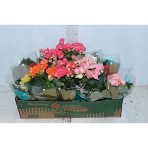 BEGONIA P11