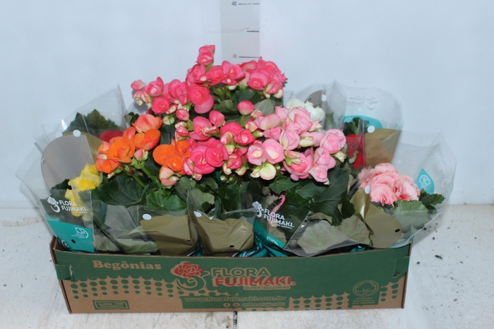 BEGONIA P11