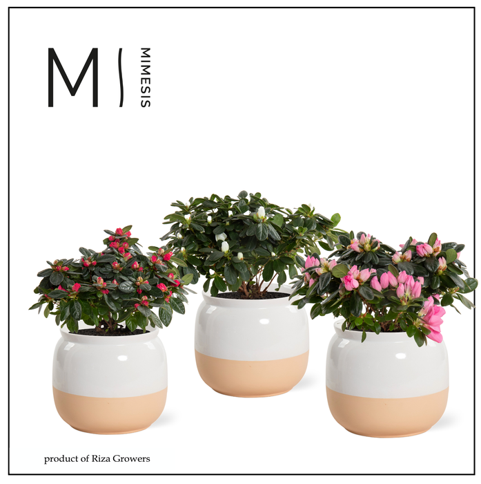 <h4>Azalea Mix - 13 cm in Isa - Rich Love</h4>