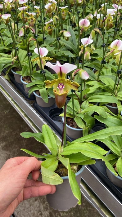 <h4>Paphiopdilum</h4>