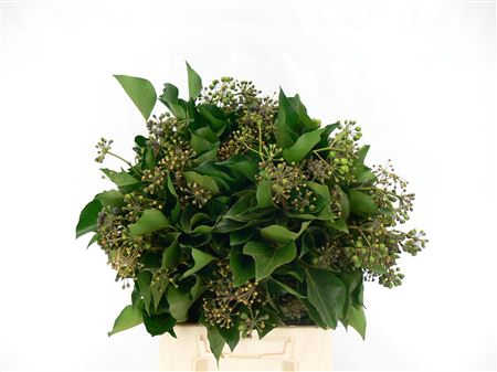 <h4>Hedera Bp</h4>
