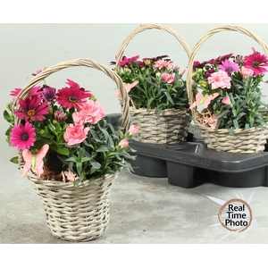 ARR TUINPLANTEN