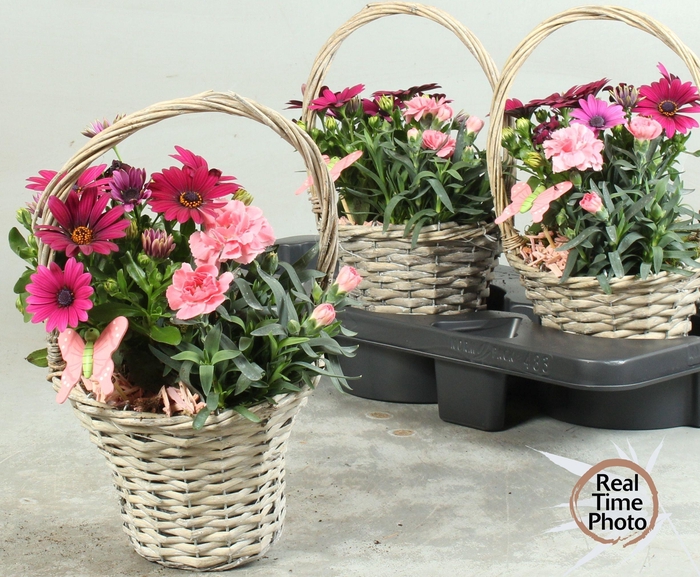 <h4>ARR TUINPLANTEN</h4>