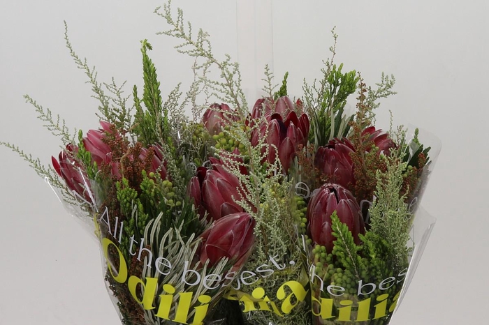 <h4>BQ Protea Sharon SFB</h4>