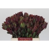 Leucadendron Senorita