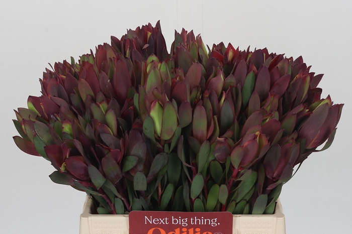 Leucadendron Senorita