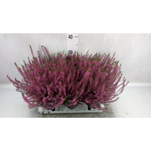 Calluna vulg. 'Marlies'