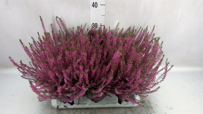 <h4>Calluna vulg. 'Marlies'</h4>