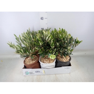 Arr.   Tuinplanten L%