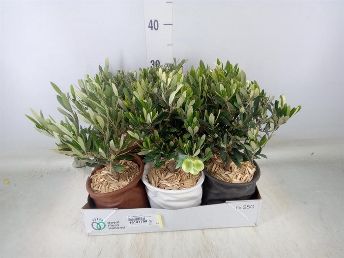 <h4>Arr.   Tuinplanten L%</h4>