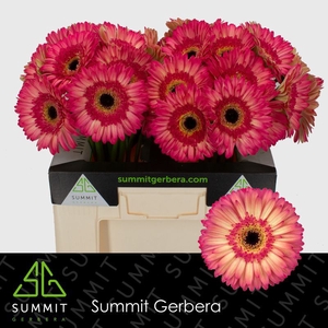 Gerbera Hippie chic Water