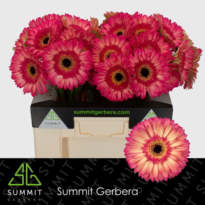 <h4>Gerbera Hippie chic Water</h4>