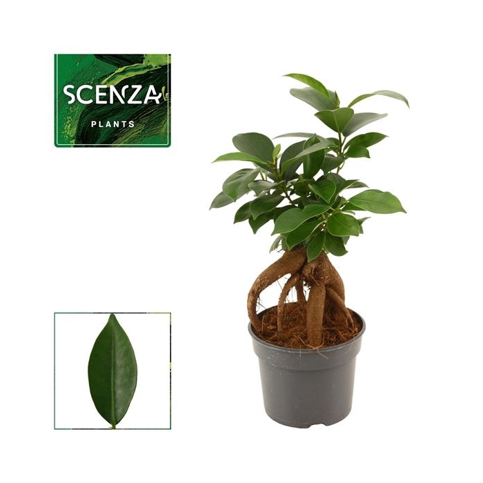 <h4>Ficus Ginseng 9 cm Retusa (Scenza)</h4>
