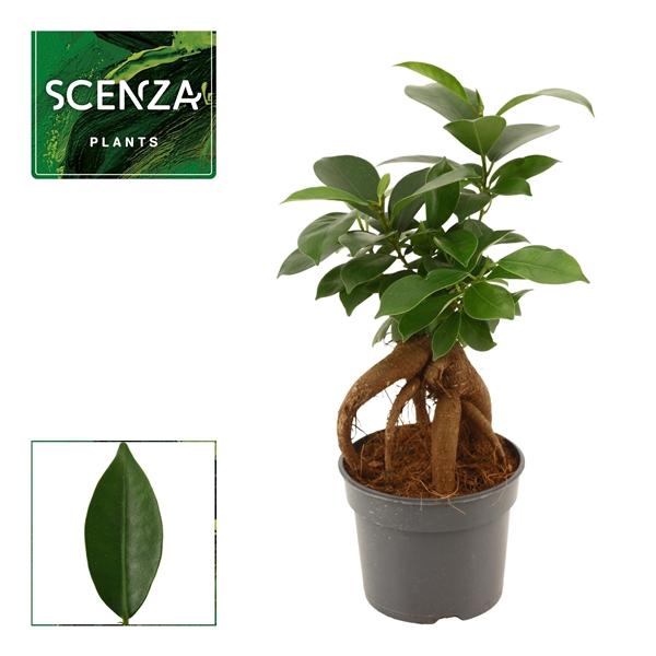Ficus Ginseng 9 cm Retusa (Scenza)