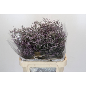 Limonium Safora Pink Sky