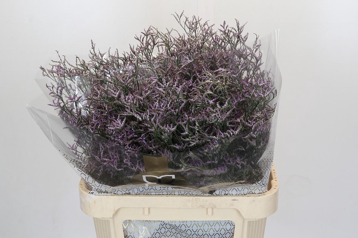 <h4>Limonium Safora Pink Sky</h4>