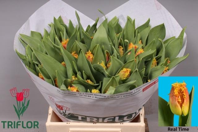 <h4>TU FR REAL TIME</h4>