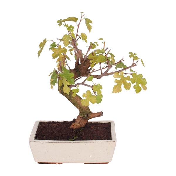 <h4>Bonsai Outdoor Deluxe Morus alba ø25cm</h4>